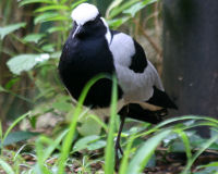 Zoo