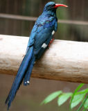 Zoo