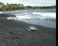 Punaluu Beach