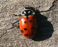 Convergent lady beetle