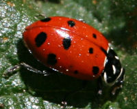 Convergent lady beetle