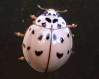 Ashy-gray lady beetle