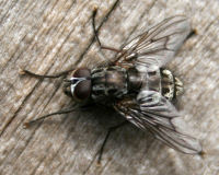 Housefly