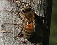 Western honey bee