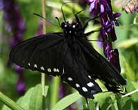 Pipevine swallowtail