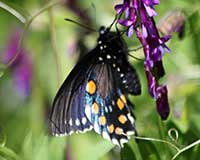 Pipevine swallowtail