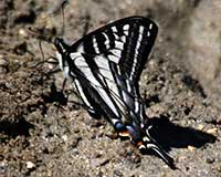 Pale swallowtail