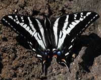 Pale swallowtail