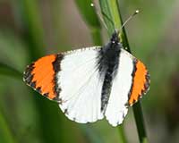 Sara's orangetip