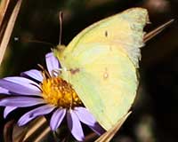 Orange sulphur