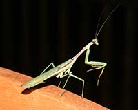 Chinese mantis