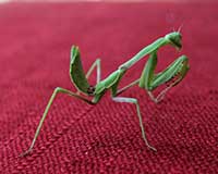 California mantis