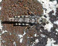 Lichen grasshopper