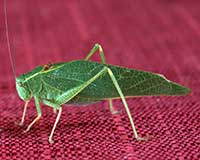 Broad-winged katydid