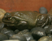 Colorado river toad