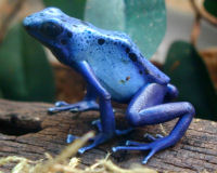 Blue poison dart frog