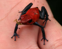 Strawberry poison dart frog