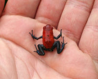 Strawberry poison dart frog