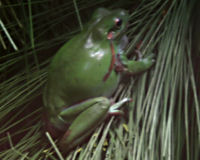 American green tree frog