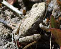 Pacific tree frog