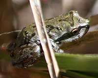 Pacific tree frog