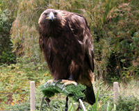 Golden eagle