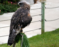 Swainson's hawk