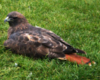 Red-tailed hawk