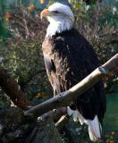 Bald eagle