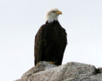 Bald eagle