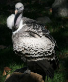 Ruppell's vulture