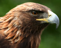 Golden eagle