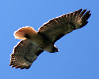 Red-tailed hawk