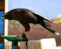 Harris's hawk