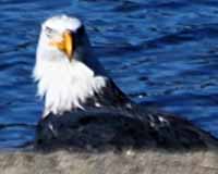 Bald eagle