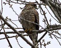 Red-shouldered hawk