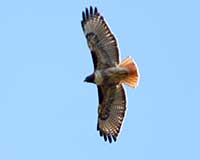 Red-tailed hawk