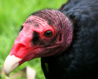 Turkey vulture