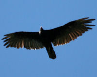 Turkey vulture