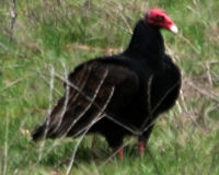 Turkey vulture