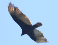 Turkey vulture