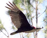 Turkey vulture