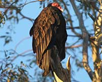 Turkey vulture