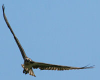 Osprey