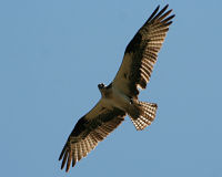 Osprey