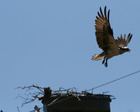 Osprey