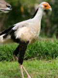 Secretary bird