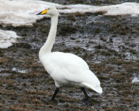 Whooper swan