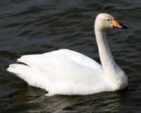 Whooper swan