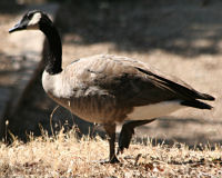 Canada goose